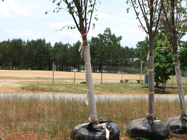These trees have been wrapped prior to installation.