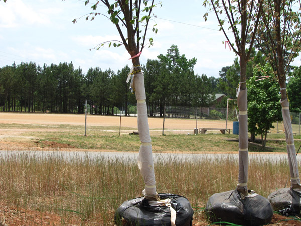 Trees with trunks wrapped and roots in bags