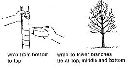 Diagram showing tree wrapping: wrap from bottom to top and wrap to lower branches. tie at top, middle, and bottom.