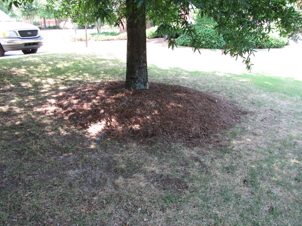 Tree with mulch piled around the trunk