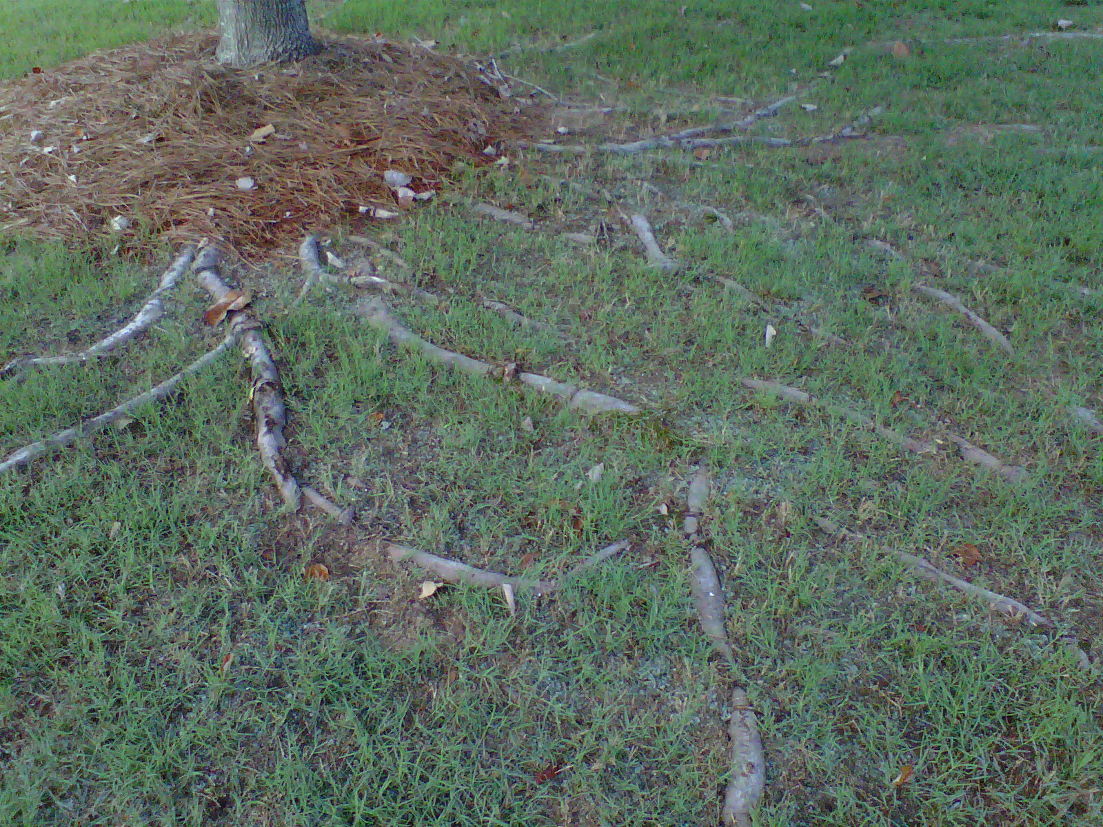 Exposed roots in grass lawn