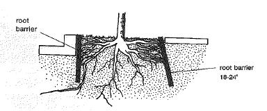 Diagram of root barriers, 18-24 inches deep, that prevent unwanted root growth