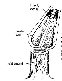 Diagram of tree cross section showing hollow. Old wound on the trunk is labeled and the cross section shows barrier wall and interior decay.