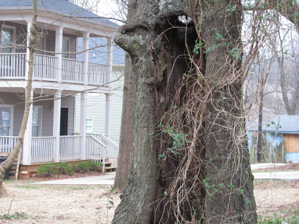 Hollowed tree