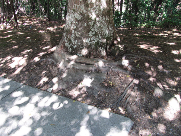 Root girdling tree