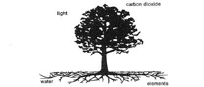 Tree outline with light and carbon dioxide labeled around the canopy and elements below the roots