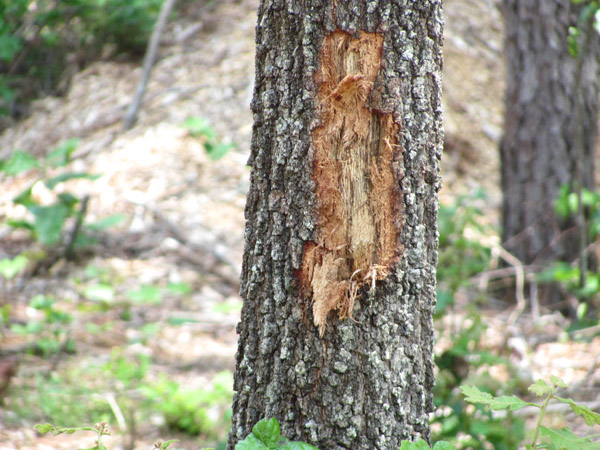 Tree trunk with bark torn roughly away