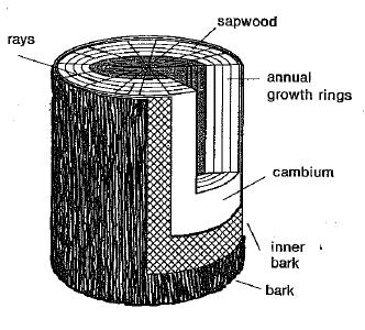 Diagram of tree stem structure. From exterior to interior are bark, inner bark, cambium, and sapwood. Cambium and sapwood have annual growth rings and rays