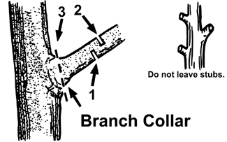 Diagram of branch collar showing the three cuts for removing heavy branches: a notch on the underside of the branch, another notch on top of the branch slightly further from the trunk, then a cut through the branch collar