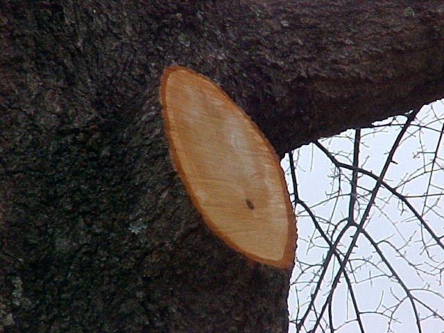 Proper pruning leaves the branch collar intact
 with no branch stub.