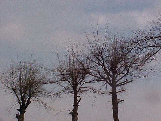 Topped tree canopies