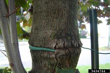 girdled tree trunk