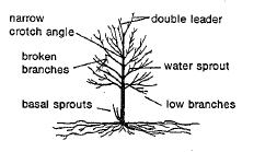 Tree with basal sprouts, low branches, water spout, broken branches, narrow crotch angle, and double leader labeled