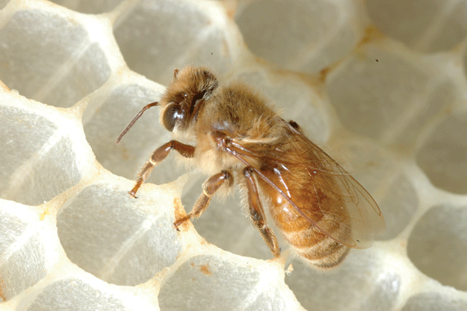 worker honeybee