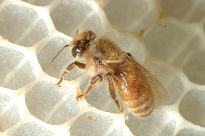 Abeja obrera