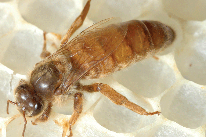 Bienenkönigin