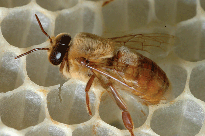 Drone honeybee