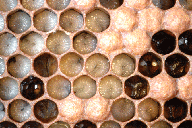 Mature honeybee larvae