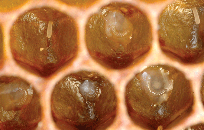 Young honeybee larvae
