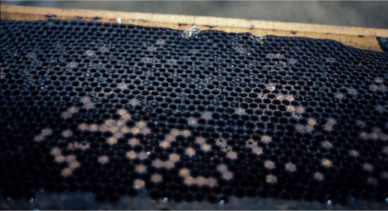 A honeycomb held upside down. Some of the cells are covered in scales.