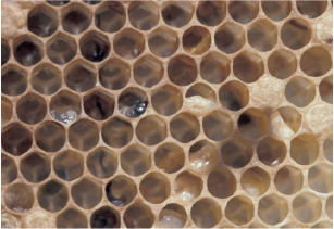 Honeycomb with melted-looking larvae in some cells.