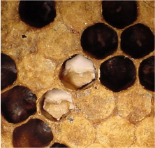 Honeycomb with some cells filled with chalky infected larvae.