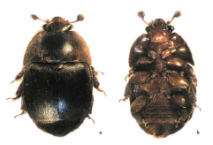 Adult small hive beetles, small dark beetles viewed dorsally and ventrally.