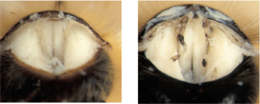 Tracheal trunks of two bees. On the left is a clear trunk, and on the right is a trunk with dark scarring.