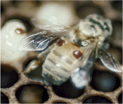 Honeybee with Varroa mites on her abdomen