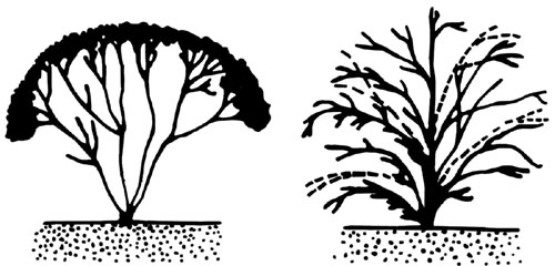 Diagram showing sheared plant and thinned plant