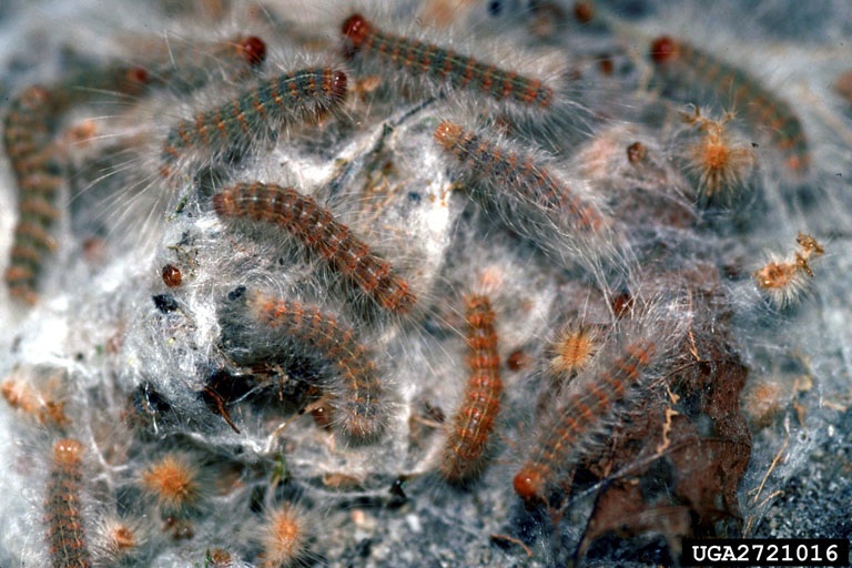 Fall webworm caterpillars congregating