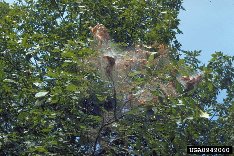 Fall webworm nest in tree branches