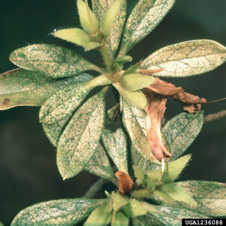 Figure 6. Lace bug infestation on azaleas.