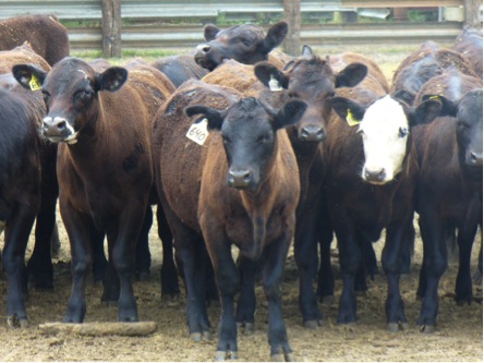 Brangus cow cattle counted cross stitch pattern digital PDF
