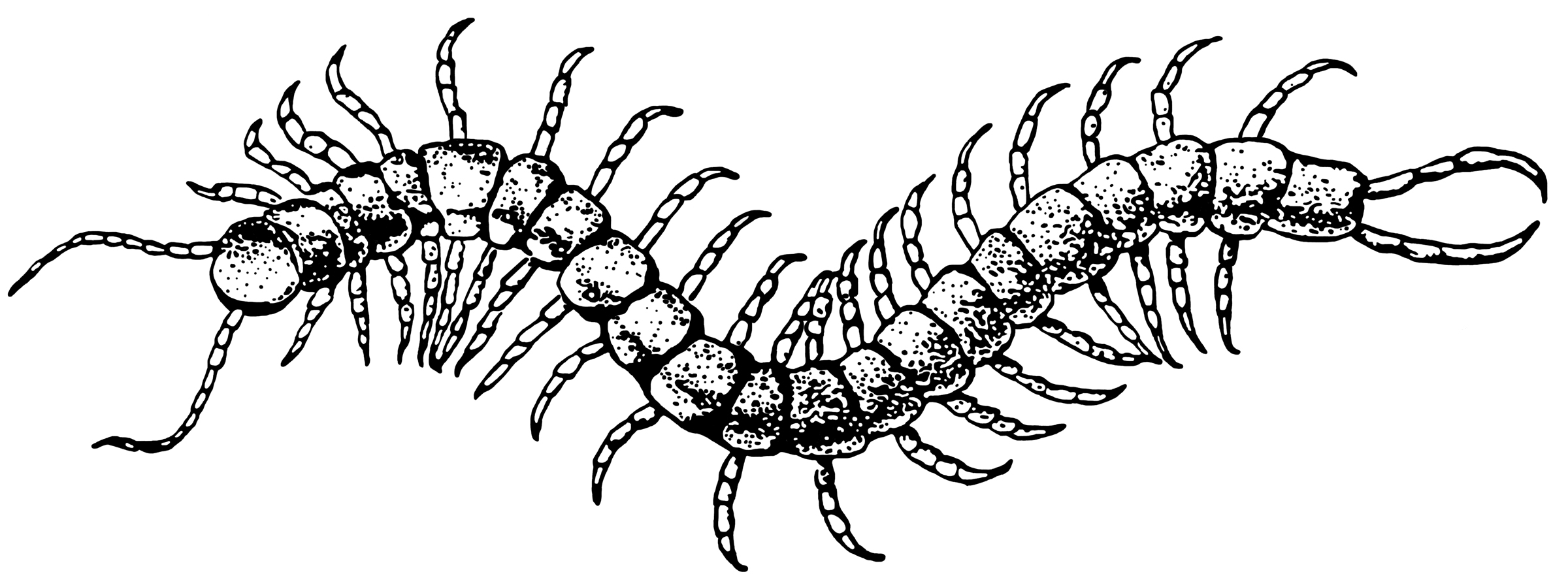 millipede coloring pages