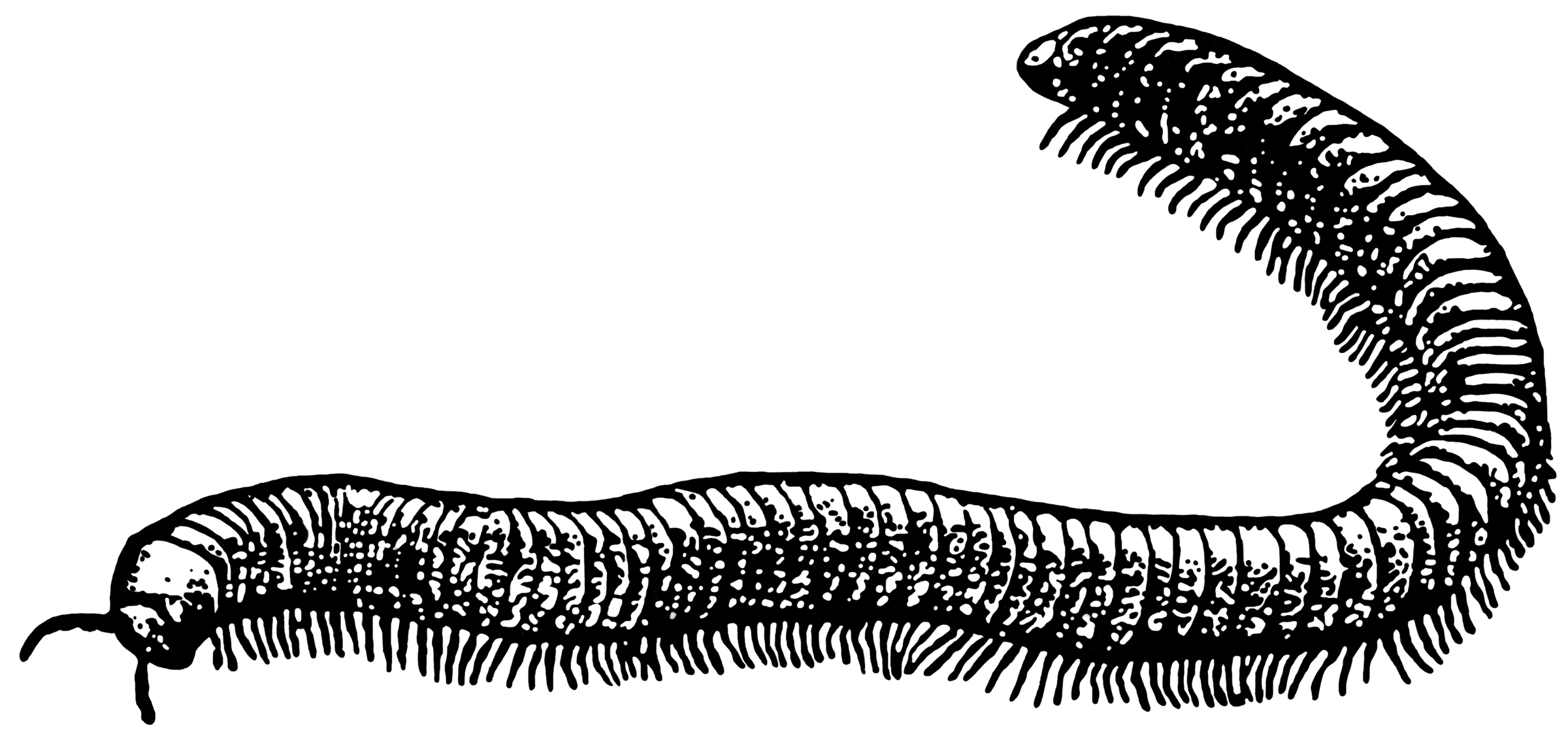 millipede coloring pages