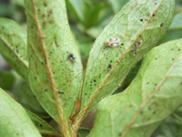 Azalea lace bugs on leaves