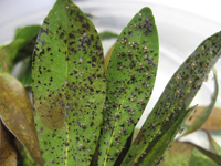 Leaves with Andromeda lace bugs on them