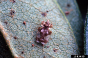 Hawthorn lace bug on leaf