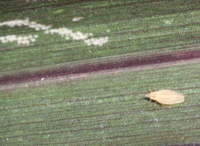 Fig. 4. Gândacul dantelat al ierbii, Leptodictyaplana, adult. Foto: Kris Braman, Universityof Georgia