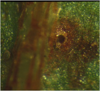Azalea lace bug egg parasitized by mymarid wasp.