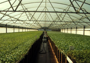 Figure 11. 
 Galvanized steel tubing is often used in constructing greenhouses to be 
 used for transplant production. Steel tubing facilitates maximum light transmittance. 