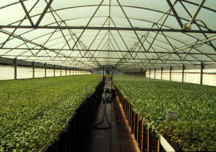 Greenhouse constructed with steel tubing, with transplants growing in it