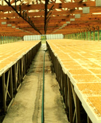 Greenhouse constructed with treated wood