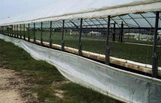 Side vents on a greenhouse