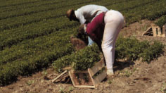 Person pulling field transplants