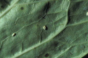 Sweet potato whiteflies on a leaf