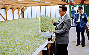 Inspecting greenhouse transplants