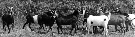 Spanish nanny goats of various patterns