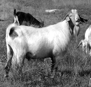 Title Introduction to raising goats